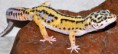 /album/leopard-geckos/a380464-10150341025180895-512610894-8617206-990710756-n-jpg/