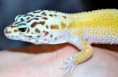 /album/leopard-gecko-females/tiny-jpg/